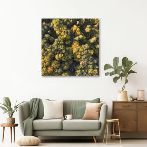 Podzimní les a atmosféra nedaleko Pacaluvky v Albrechticích